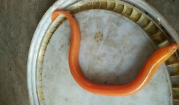 Mưa lớn, người dân Hà Nội bắt được lươn vàng quý hiếm ngay trước cửa nhà