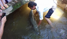 Nước lũ ngập đến cửa sổ, cá sấu hỏa tiễn gần 30 kg bơi vào nhà dân