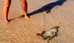 Cứu 1 con bạch tuộc, gia đình nhận được điều bấy ngờ khiến họ nhớ cả đời