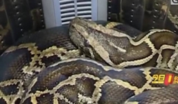 Hoảng hồn thấy trăn xiết mồi cuộn tròn trong máy giặt