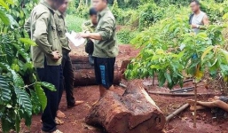 Cây thủy tùng hơn 500 tuổi bị 7 đối tượng cưa hạ trong đêm