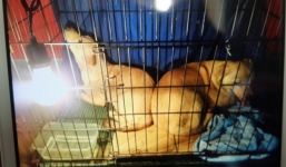 Clip 2 chú chó bị kéo lê đến chảy máu trên đường phố và đoạn kết đẹp từ sự 'bao đồng' của người Sài Gòn