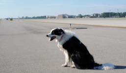 Chuyến bay bị hoãn vì...chó chạy ở sân bay Cam Ranh