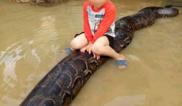 Vụ cậu bé 3 tuổi cưỡi trăn khủng: Gia đình bị xử phạt