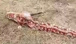 Phát hiện bộ xương sinh vật bí ẩn khổng lồ dài 18m ở Trung Quốc