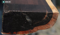 Từ cây gỗ 1 triệu USD không bán ở Thanh Hóa: 10 loại gỗ 'đắt xắt ra miếng' bạn biết chưa?