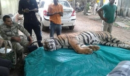 Giết 4 người, hổ cái bị điện giật chết ở Ấn Độ