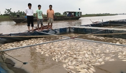 Lũ đổ bùn về, gần 80 tấn cá chết trắng mặt sông Hồng