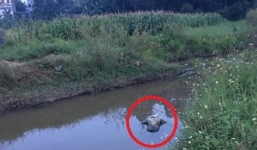Phát hiện thi thể người đàn ông dưới mương nước nghi bị sát hại