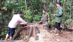 Khởi tố trưởng Công an xã chủ mưu phá rừng