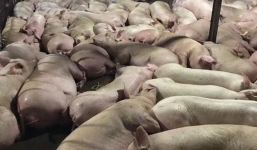 Vụ heo bị tiêm thuốc an thần: Kỷ luật 25 cá nhân, phạt hành chính tiểu thương