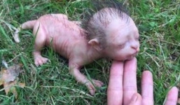 Xôn xao sinh vật như mèo nhưng đầu giống người ở Malaysia