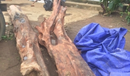 Đào được cây gỗ trắc 'bỏ quên' trong lòng đất, đại gia trả 350 triệu chưa bán