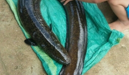 Cá chình “khủng” nặng 14kg mắc câu cần thủ Quảng Ngãi