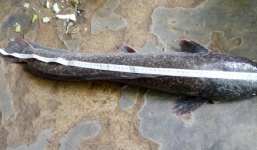 Choáng với con cá trê 'khủng' dài gần 1m được bắt ở Miền Tây