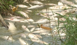 Điều tra nguyên nhân cá chết trắng hàng loạt tại đập Hồ Chuối