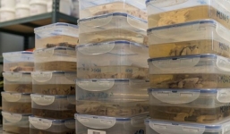 Hé lộ về ngân hàng chứa 1.000 bộ não người ở Anh