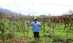 Hơn 1200 cây chanh leo giá trị gần 1 tỷ bị phá vì... mùi thuốc trừ sâu