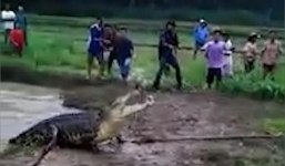 Hoảng hồn cá sấu khổng lồ lao lên bờ 'truy sát' dân làng