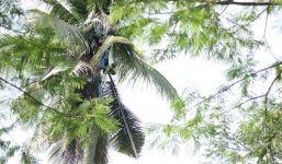 Lạ lùng người đàn ông sống suốt 3 năm trên cây dừa cao 18m