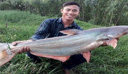 Một cần thủ Sài Gòn câu được cá basa sông 'khủng' nặng 13,2kg, dài gần 1m