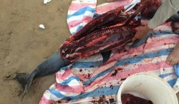 Cá heo 30kg bị xẻ thịt sau khi trôi dạt vào bãi biển Đồ Sơn