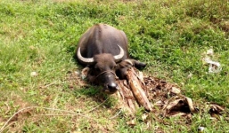 Gần chục con trâu bị chém đứt gân chân trong đêm