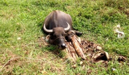 Hàng loạt trâu non bị kẻ lạ mặt chém đứt gân chân tại Hải Dương
