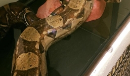 Tá hỏa khi thấy trăn khổng lồ cuộn tròn trong phòng khách nhà nghỉ