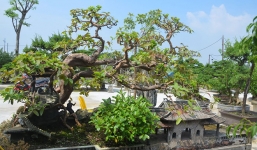 Nghệ nhân phân tích về vẻ đẹp của cây ổi thế song hoành giá 2 tỷ chưa bán