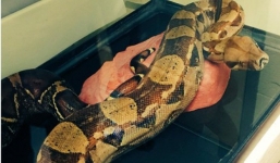 Bỏ quên nguyên 1 con trăn trong phòng khách sạn, người đàn ông khiến nhiều người thất kinh