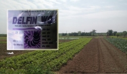 Xác định được loại thuốc trừ sâu tồn dư trên rau mồng tơi trong bếp ăn của trường mầm non