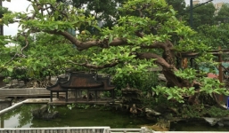 Hà Nội: Cây ổi 75 tuổi thế song hoành được đại gia trả giá 2 tỷ không bán đẹp cỡ nào?