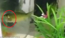 Chuyện lạ: Cá vàng bị ngoạm đứt đầu vẫn bơi lội như thường gây bão mạng