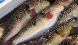 Ngộ độc cá nóc, 1 người chết, 4 người nguy kịch