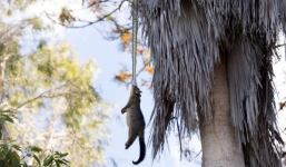 Thấy con chồn bị treo lủng lẳng trên cây, người đàn ông ngước lên xem mới tá hỏa nhận ra cảnh tượng kinh hoàng