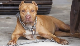 Chủ nhà bị chó nuôi vồ chết tại chỗ