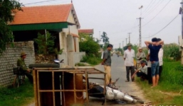 Xe chở bò bị lật, người lái bị đè chết tại chỗ