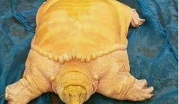 Ba ba vàng kỳ lạ được bắt được ở một con sông tại Thái Lan