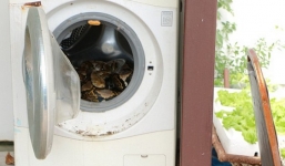 Hoảng hồn phát hiện trăn khủng dài gần 4m trong máy giặt
