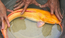 Bắt được cá trê có màu vàng óng hiếm có