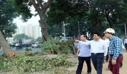 Chủ tịch Hà Nội kiểm tra đột xuất việc đánh chuyển cây trên đường Phạm Văn Đồng