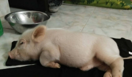 Chó, mèo xưa lắm rồi! Giờ nuôi heo mới là mốt, nhớ phải cưng như trứng nha!