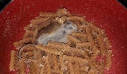 Kinh hãi phát hiện xác chuột chết trong mì ống ở siêu thị