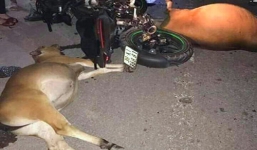 2 mẹ con bò bị tông chết, chủ vật nuôi không dám nhận vì sợ phạt