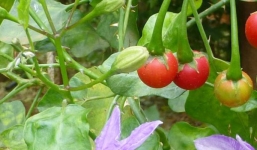 Nguyên nhân 7 người nhập viện sau khi uống rượu ngâm táo mèo, cà gai