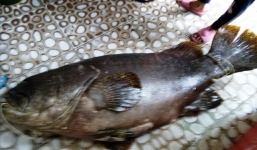 Ngư dân bắt được cá mú 'khủng' nặng tới 55 kg ở Phú Quốc