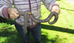 Giun đất khổng lồ xuất hiện sau trận mưa lớn ở Úc