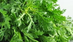 Đây là lý do bạn nên thường xuyên cho gia đình ăn rau cải cúc vào mùa đông