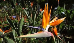 Cây độc: Không nên đứng lâu cạnh hoa thiên điểu, lý do sẽ khiến bạn giật mình